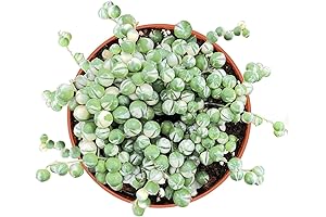 4" Variegated String of Pearls Live Plant