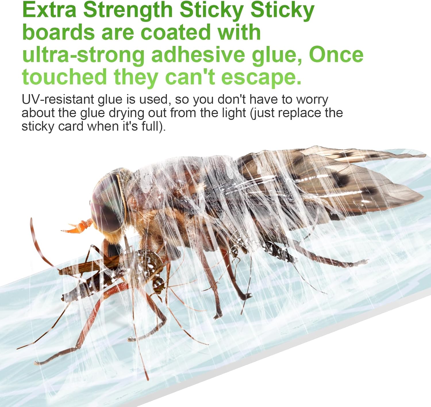 Fly Trap Indoor, Fruit Fly Traps for Indoors, 2 Devices 12 Glue Cards, Two Modes Protect 400 Sq Ft for Home, Flying Insect Trap Plug in for Fruit Flies, Gnats, Flies, Moths, and Other Flying Insects - Image 3