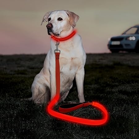 lighted leashes