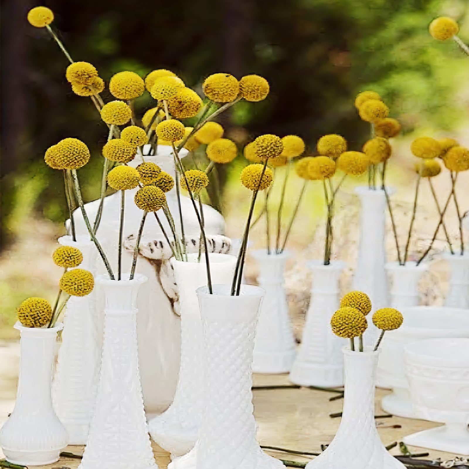 CITYES - Lot de 20 boules de fleurs séchées naturelles Craspedia Billy avec boutons de bille, bouquet de fleurs séchées pour arrangement floral, mariage, maison, grand vase, artisanat, décoration