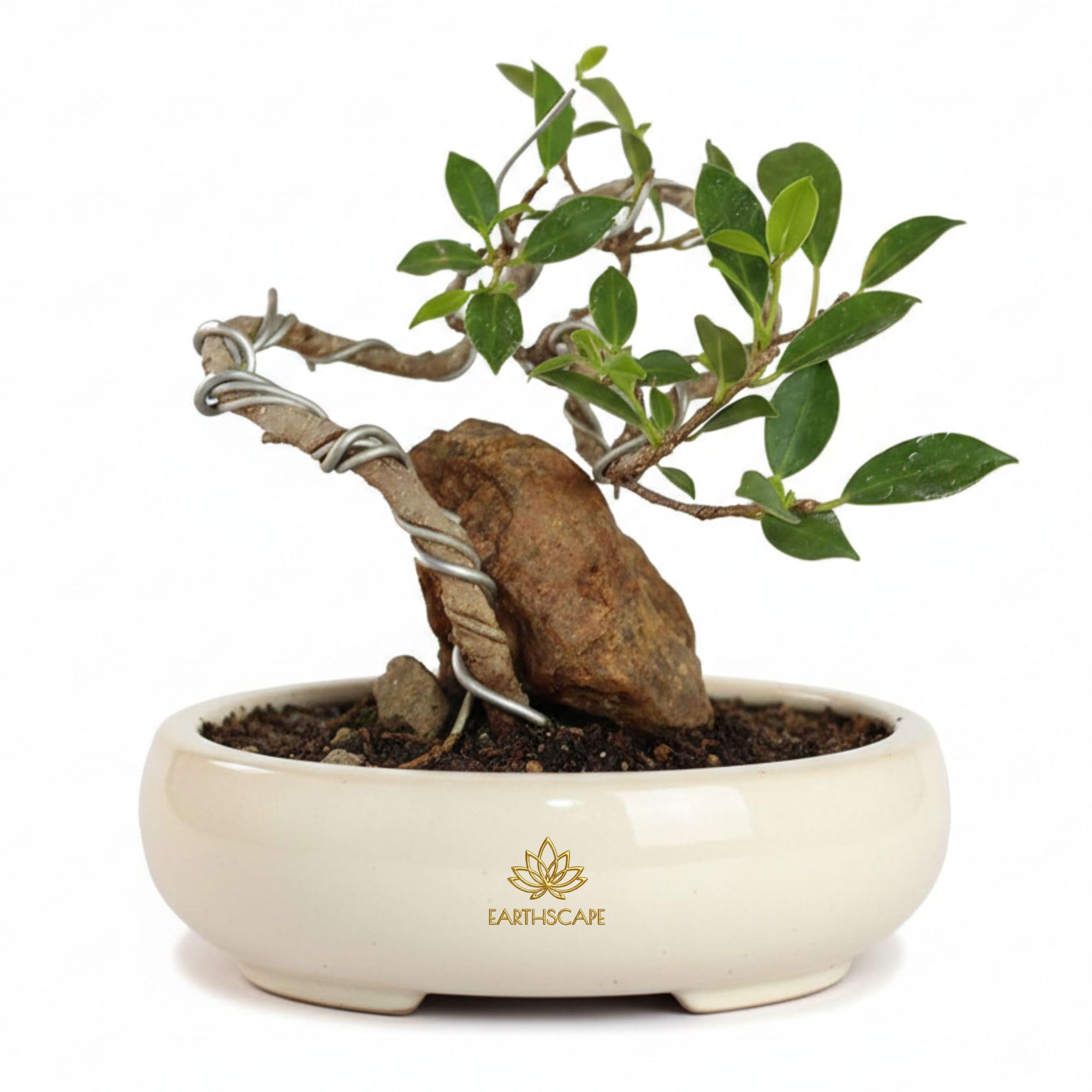 EARTHSCAPE™ Ficus Microcarpa Tigerbark Bonsai Live Plant with Pot – Indoor Decorative Luxury Bonsai Tree for Home, Office & Desk Décor – Evergreen Low Maintenance Live Bonsai-image-16