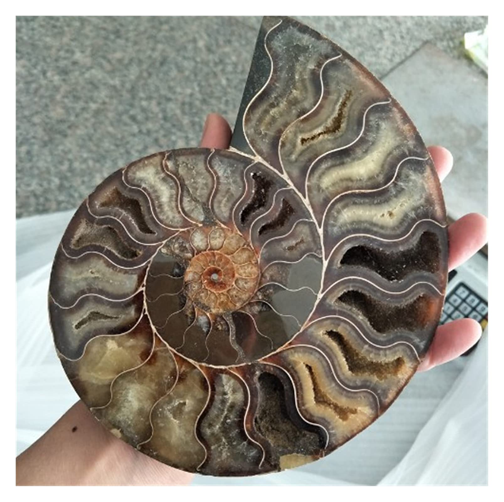 Lucky Big Size Madagascar Fossils Iridescent Ammonite Natural Stones And Minerals Specimen Healing Stone Ward Off Evil Spirits Money Drawing Wealth Fortune Natural for Meditation Improve Luck