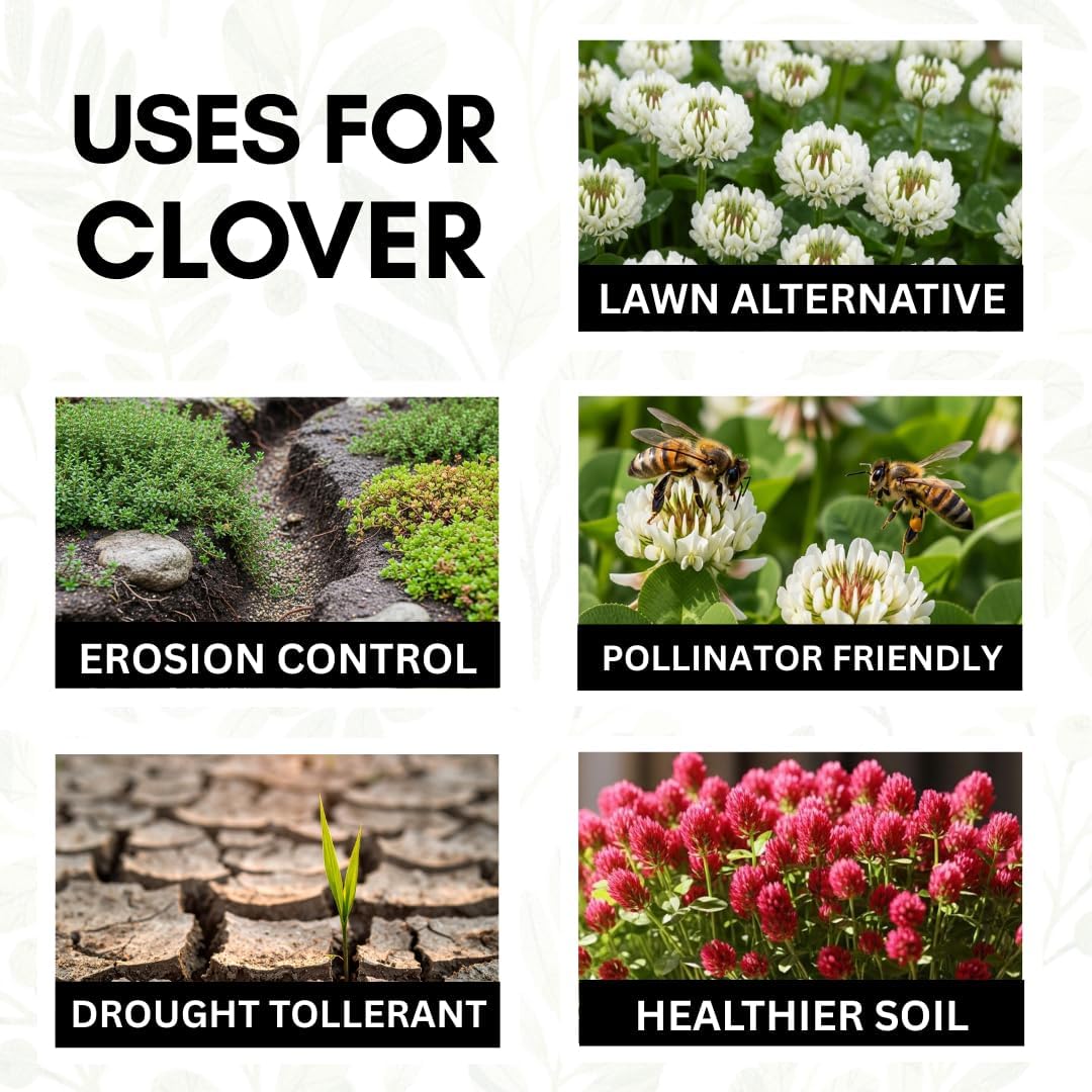 5LBS White Dutch Clover