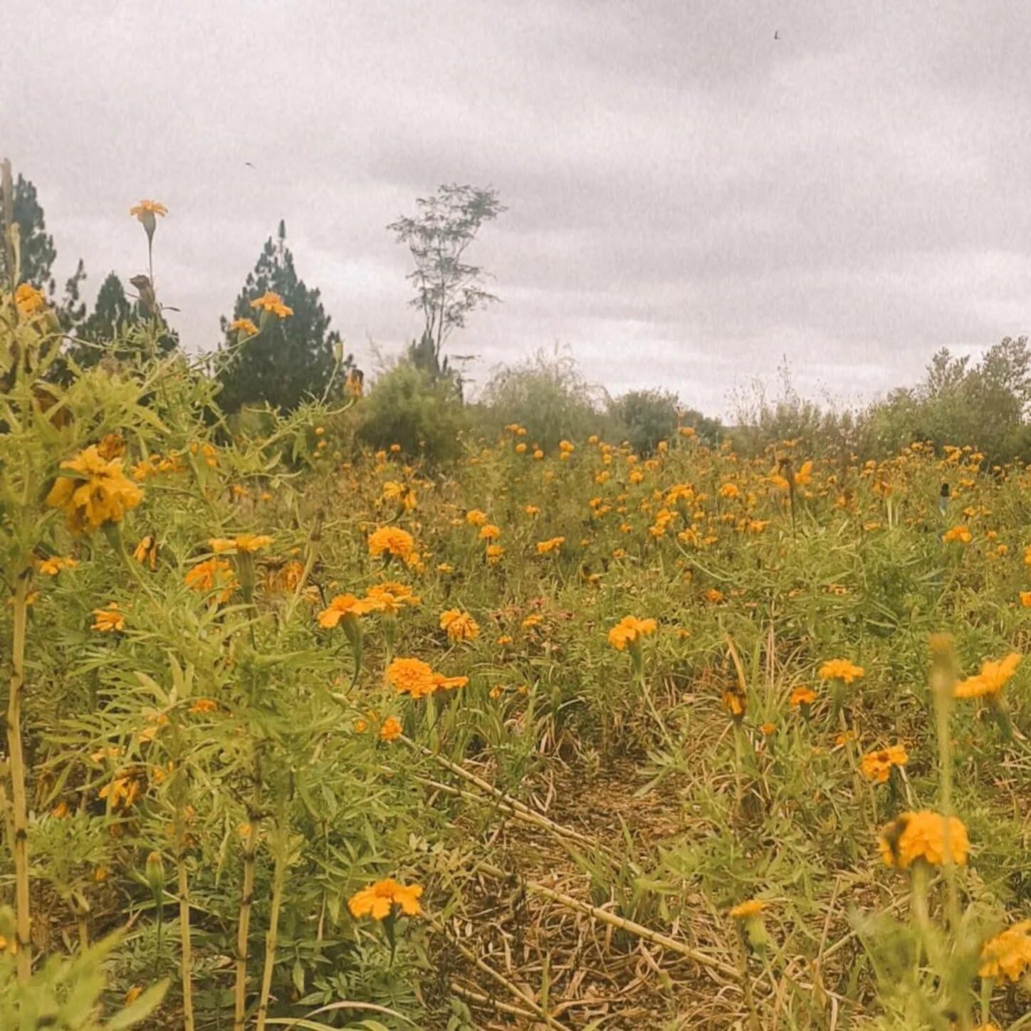 sonder the africanime