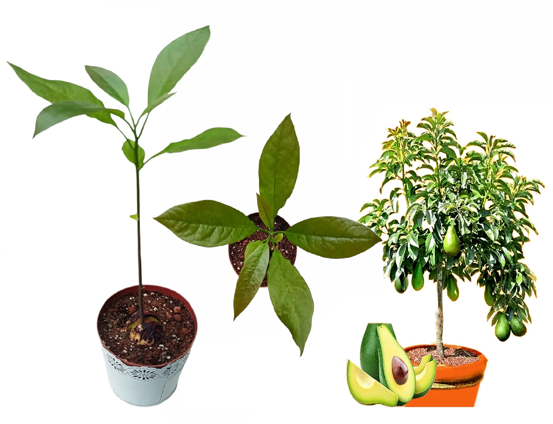 Avocado Plant Ready to Thrive in Your Home, Avocado Tree.
