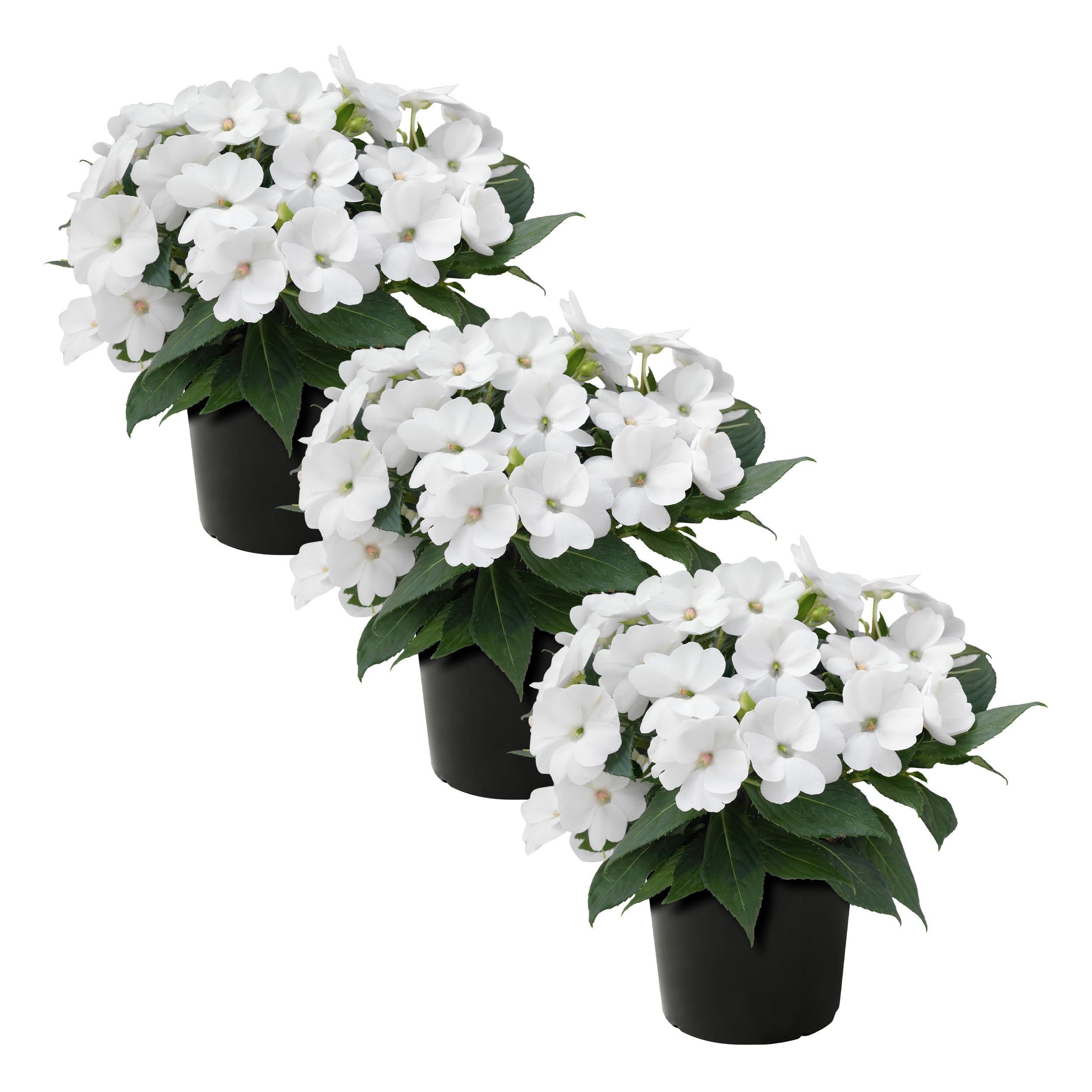 Live Flowering Sunpatiens - White