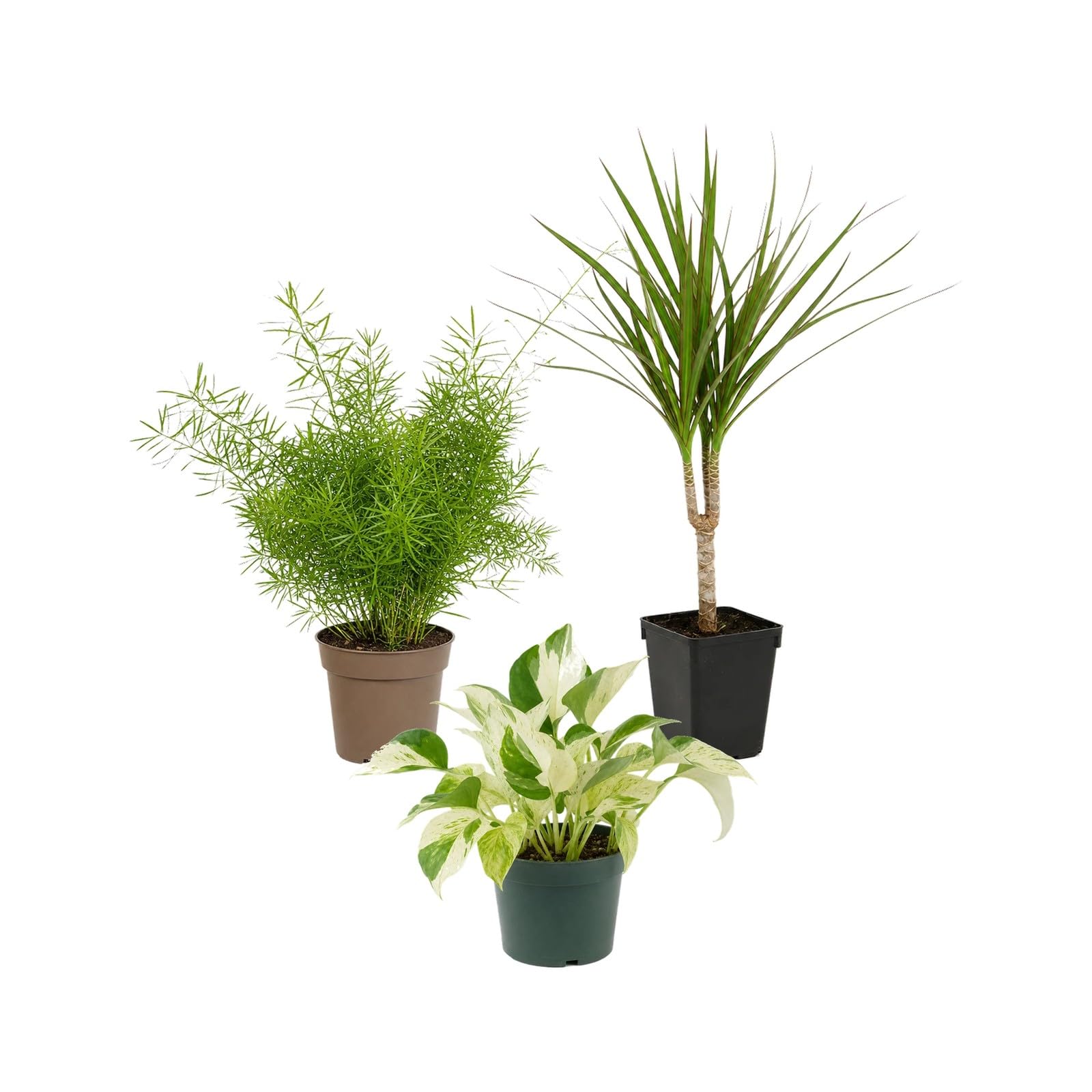 Pack 3 Plantas DECOALIVE: Helecho Espárrago, Drácena y Poto Happy Leaf