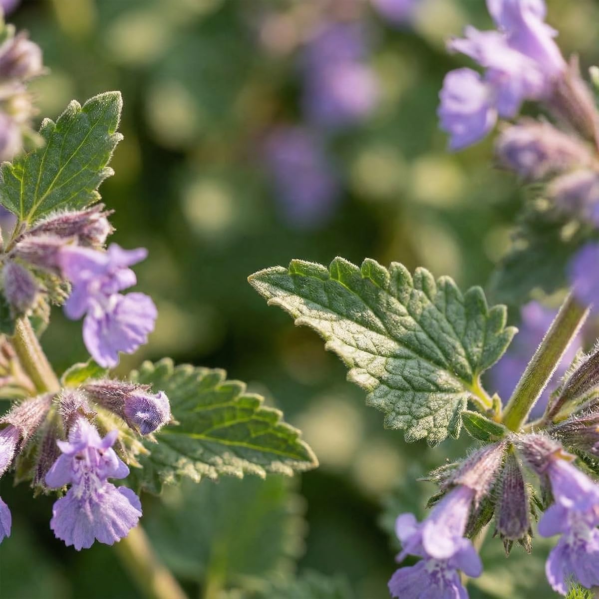 Bloomique - Lot de 6 - Nepeta faassenii - Cataire - Rustique - Vivace - Mellifère - Hauteur 10-20 cm - Pot 9 cm