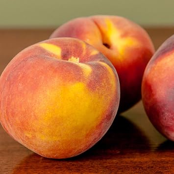 Perfect Plants Flordacrest Peach Tree, 4-5 ft, Freestone Fruit