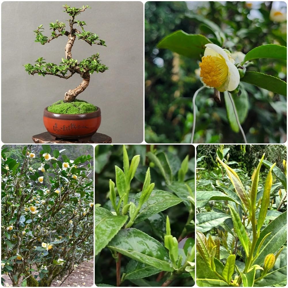 Semillas de té verde, semillas de té, arbustos en de té Camellia sinensis, semillas exóticas en resistentes al aire libre resistentes 35pcs