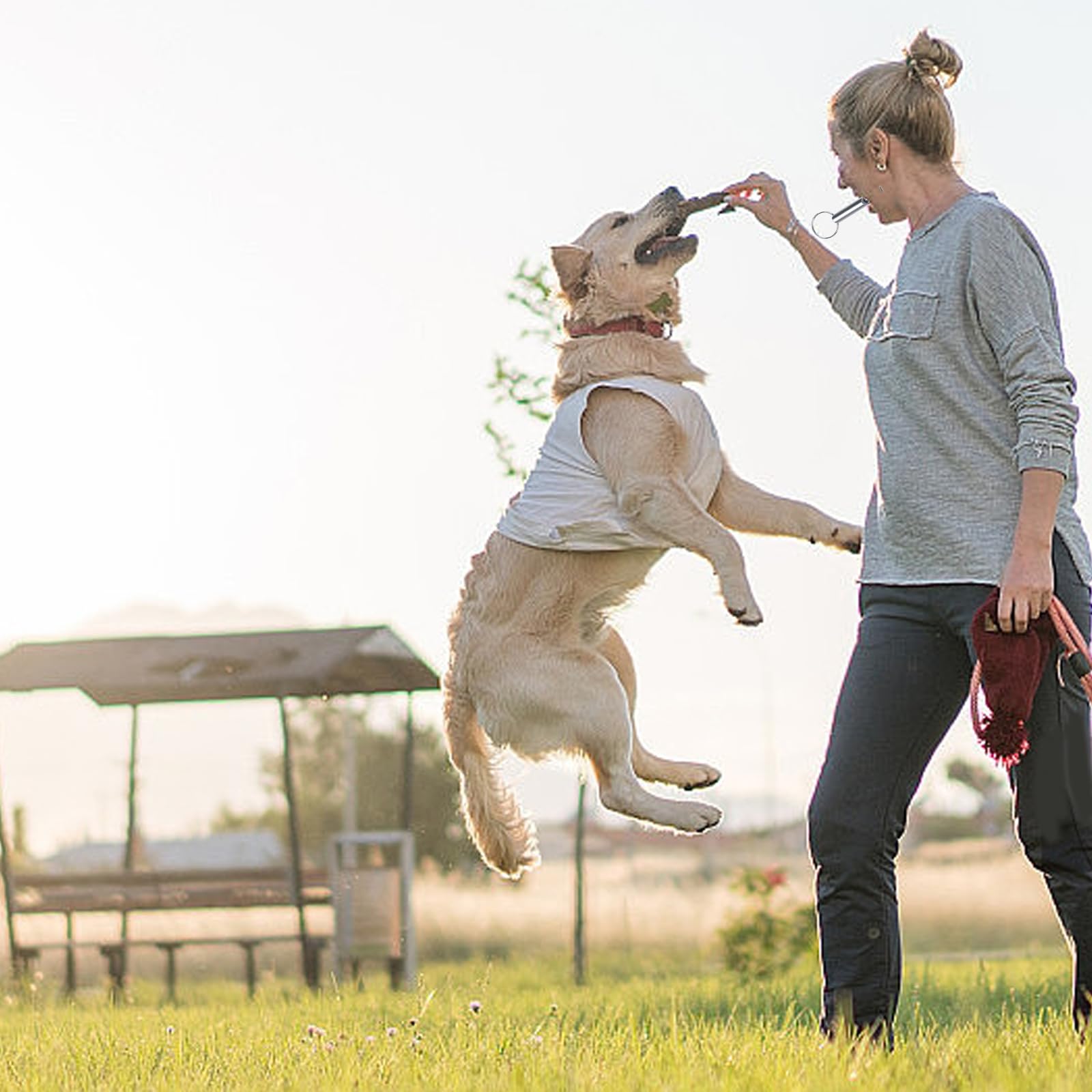 6 Pièces Sifflet Ultrason Chien Rappel Anti Aboiement Chat Rappel, Sifflet De Survie, Aluminium, Aides Au Comportement, Outils De Contrôle, et 6 Cordon Tour De Cou