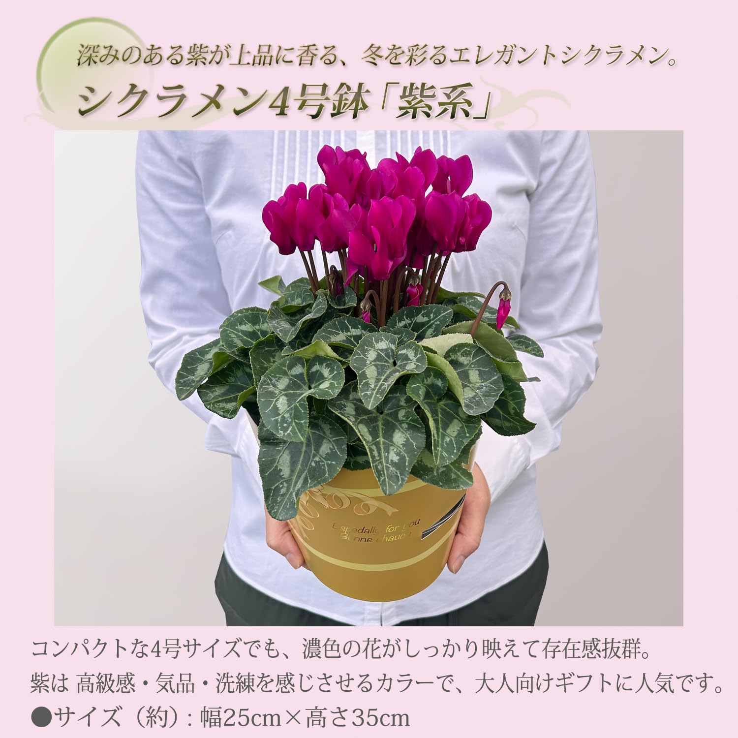 Amazon｜花のギフト社 シクラメン 4号 紫 ミニサイズ ギフト