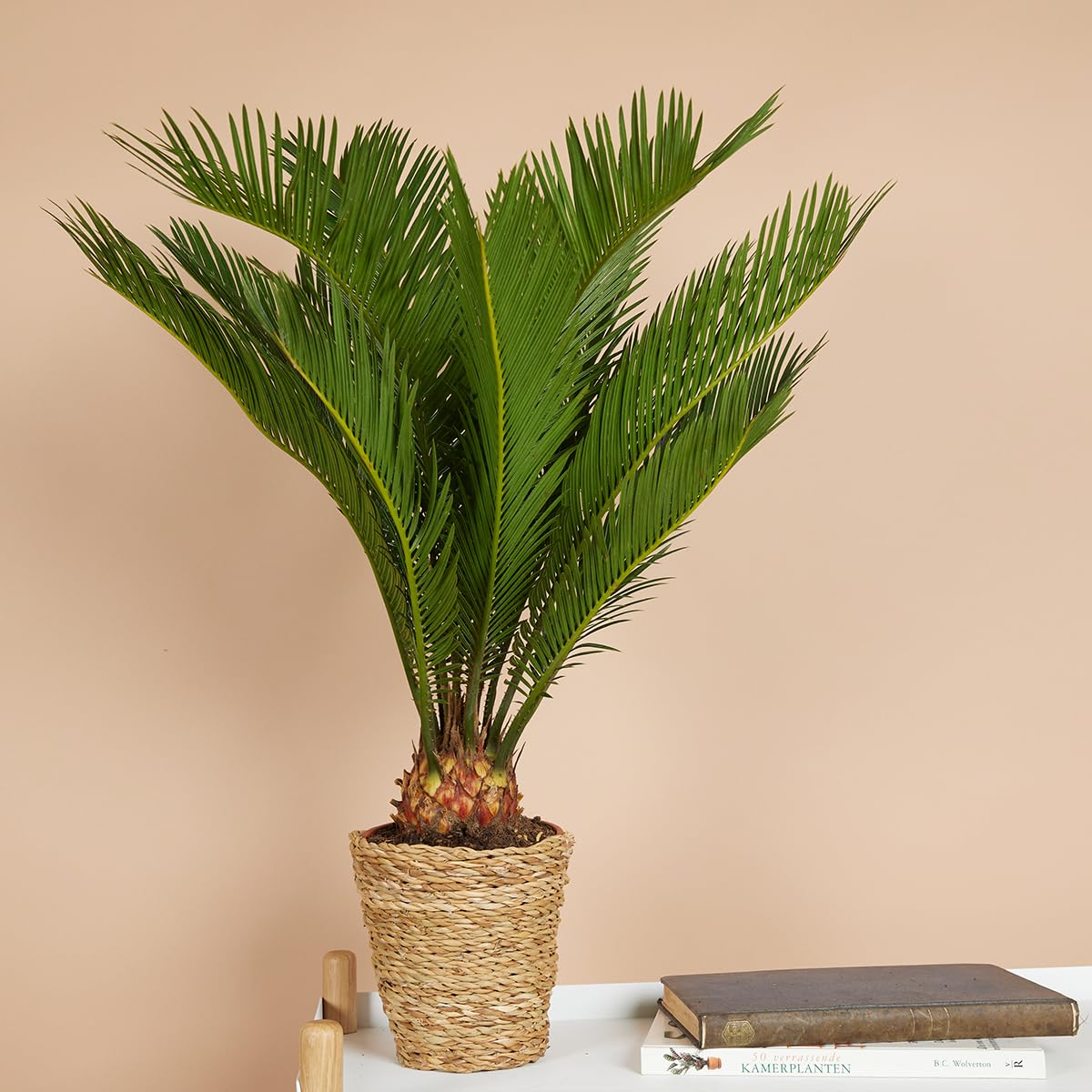 Bloomique - Set di 2 - Cycas revoluta - Palma di Sagò - Cicas - Pianta da interno - Molto facile da curare - Alte 40-50 cm - Vaso da 15 cm