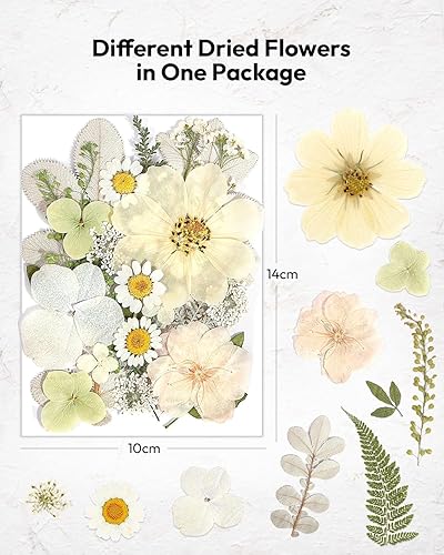 Vista 84 de Resiners - Flores secas, 100 piezas de flores prensadas para manualidades, color amarillo, flores secas naturales, kit de hojas secas