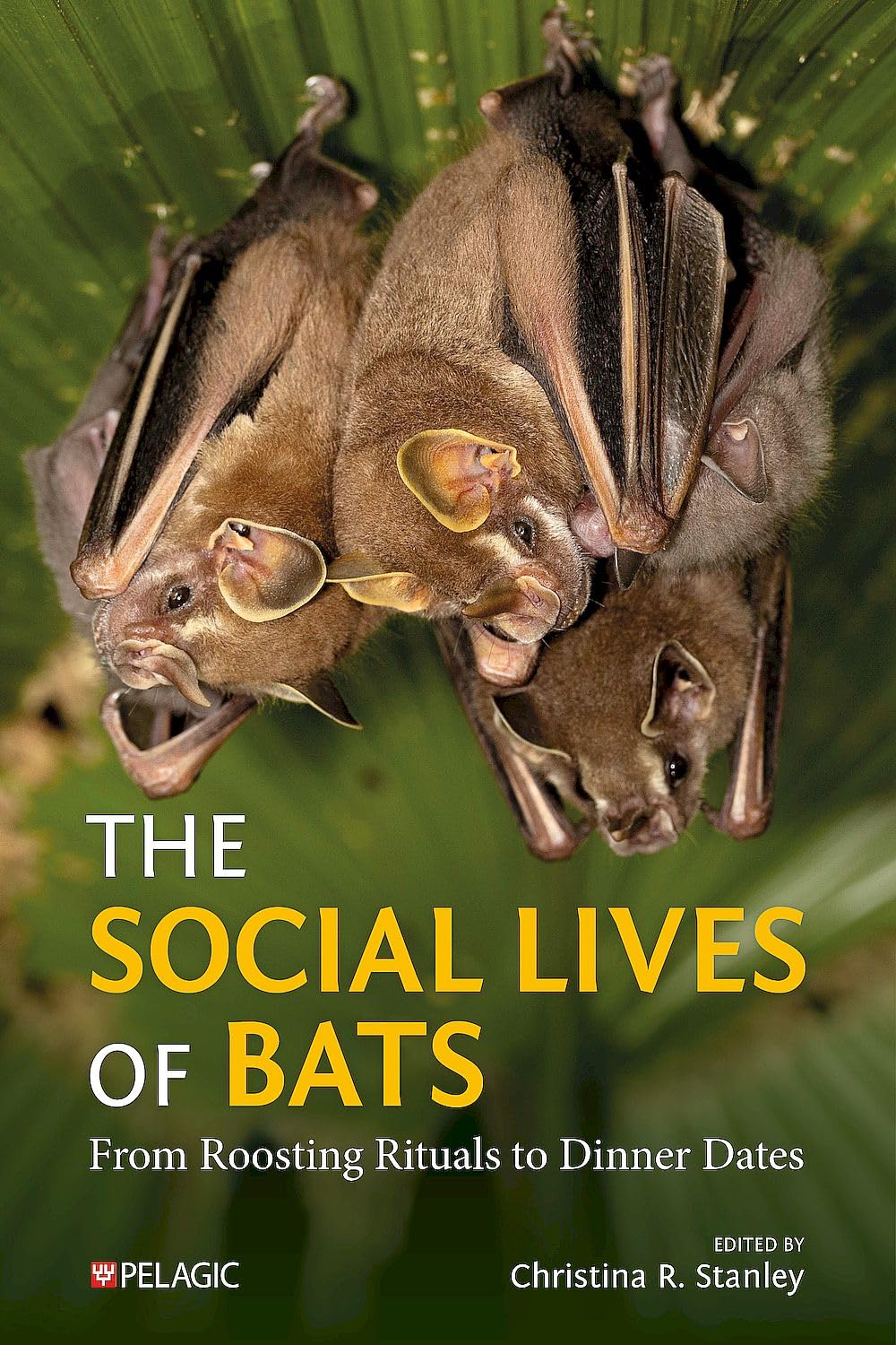 The Social Lives of Bats: From Roosting Rituals to Dinner Dates (Bat Biology and Conservation)