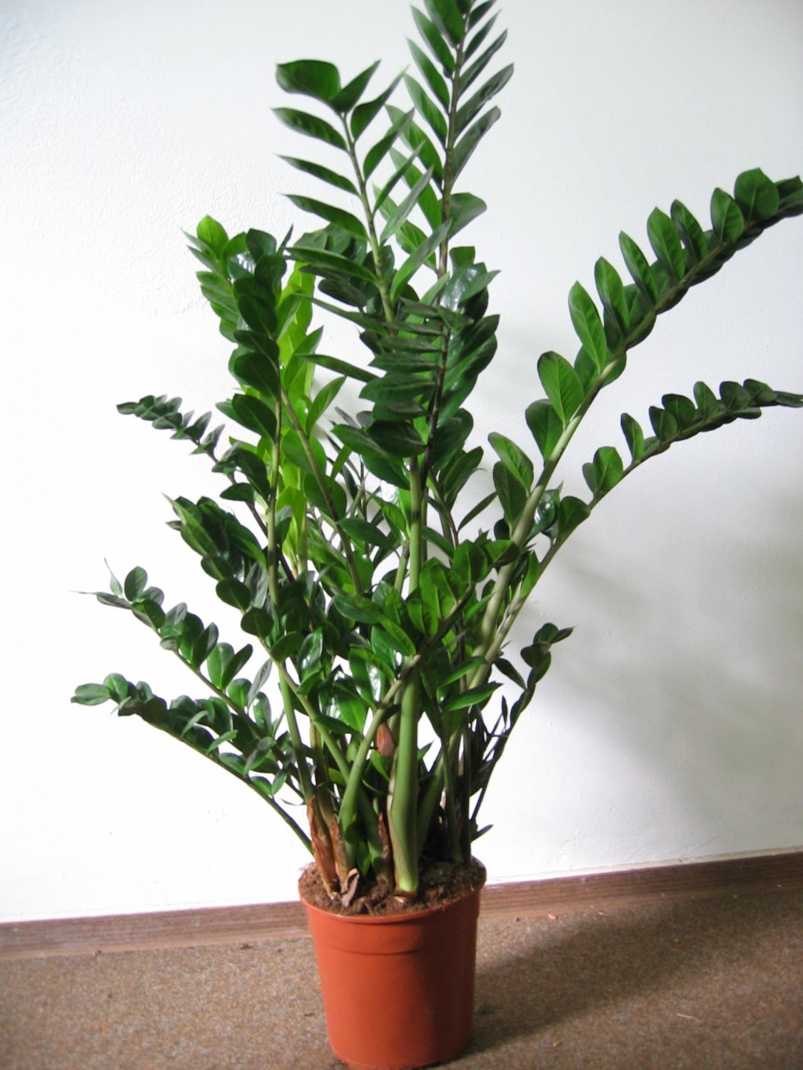 fargesia murielae 'wonderwall' FARGESIA MURIELIAE 'ELIAS' (Dwarf Umbrella) – Scottish Bamboo