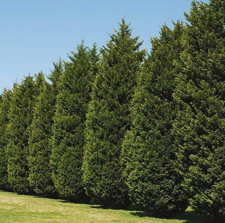 20 Leyland Cypress Trees - 6-12'' Tall Live Plants - Fast Growing Privacy Screen Seedlings - Evergreen Hedges - Cupressus x leylandii - (20 Pack)