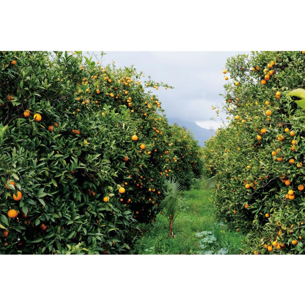 Caaerttply Orange Orchard Farmland Backdrop for Photography 10x8ft Fruit Tree Garden Landscape Photography Background Orchard Farm Countryside Natural