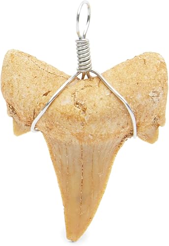 Miniatura 5 de Bright Creations Colgantes de diente de tiburón – Paquete de 12, blanco, 0.8 x 1 pulgada – Dijes de joyería DIY para collares y pulseras