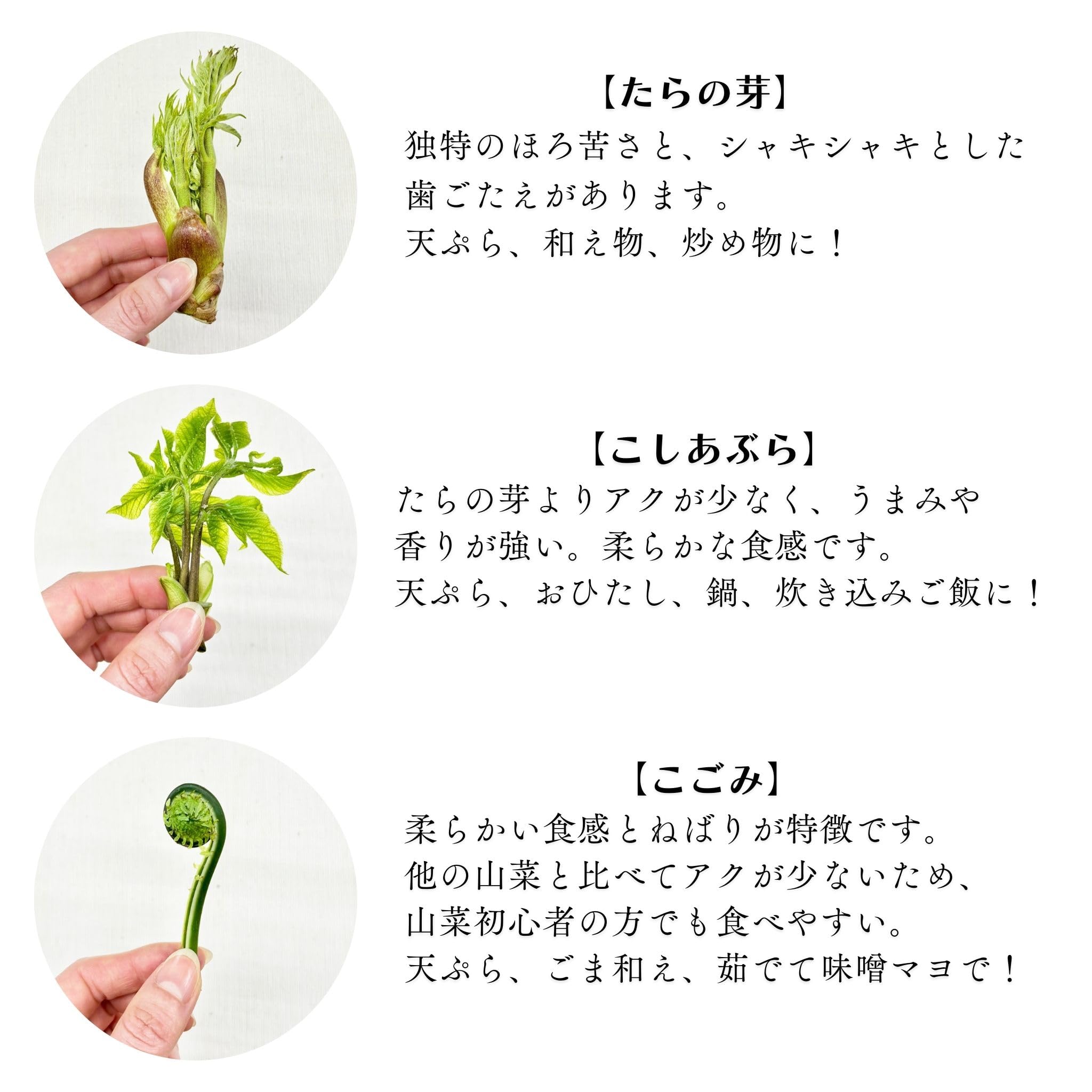 Amazon.co.jp: 山菜セット たらの芽・こしあぶら・こごみ 各約100g
