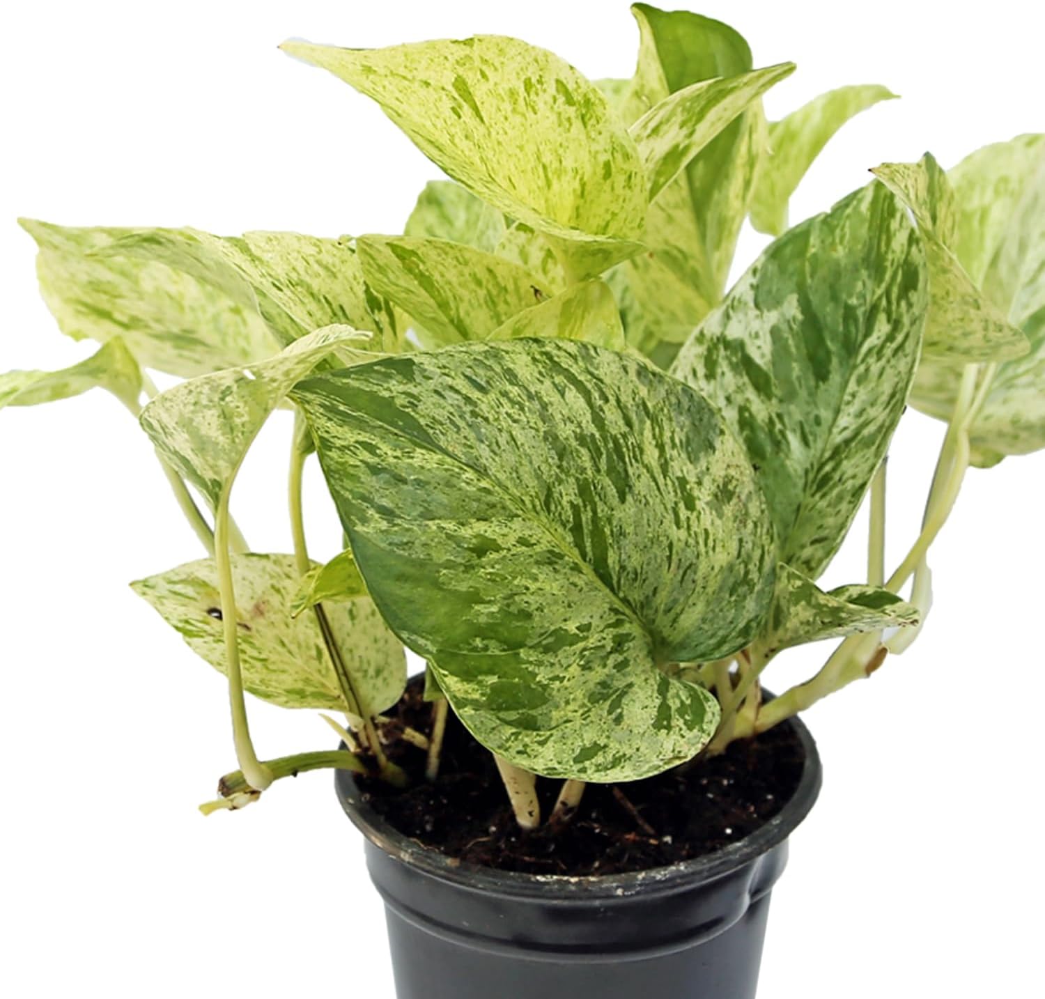 Live Marble Queen Pothos, Trailing Potted House Plant, Birthday Gift Plant, Christmas Gift, Housewarming Gift, Office Plant, Best Friend Gift, Couples Gift in 4" Pot