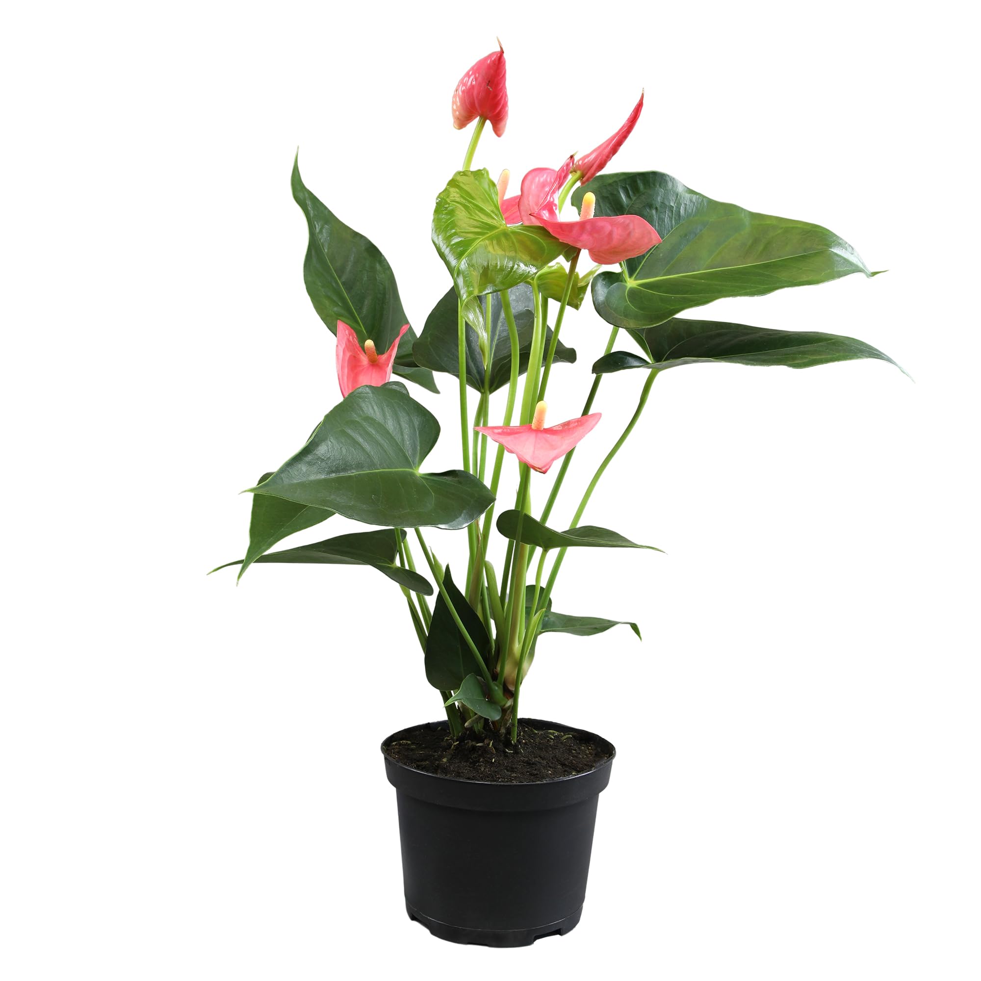 Plants for Pets Pink Anthurium