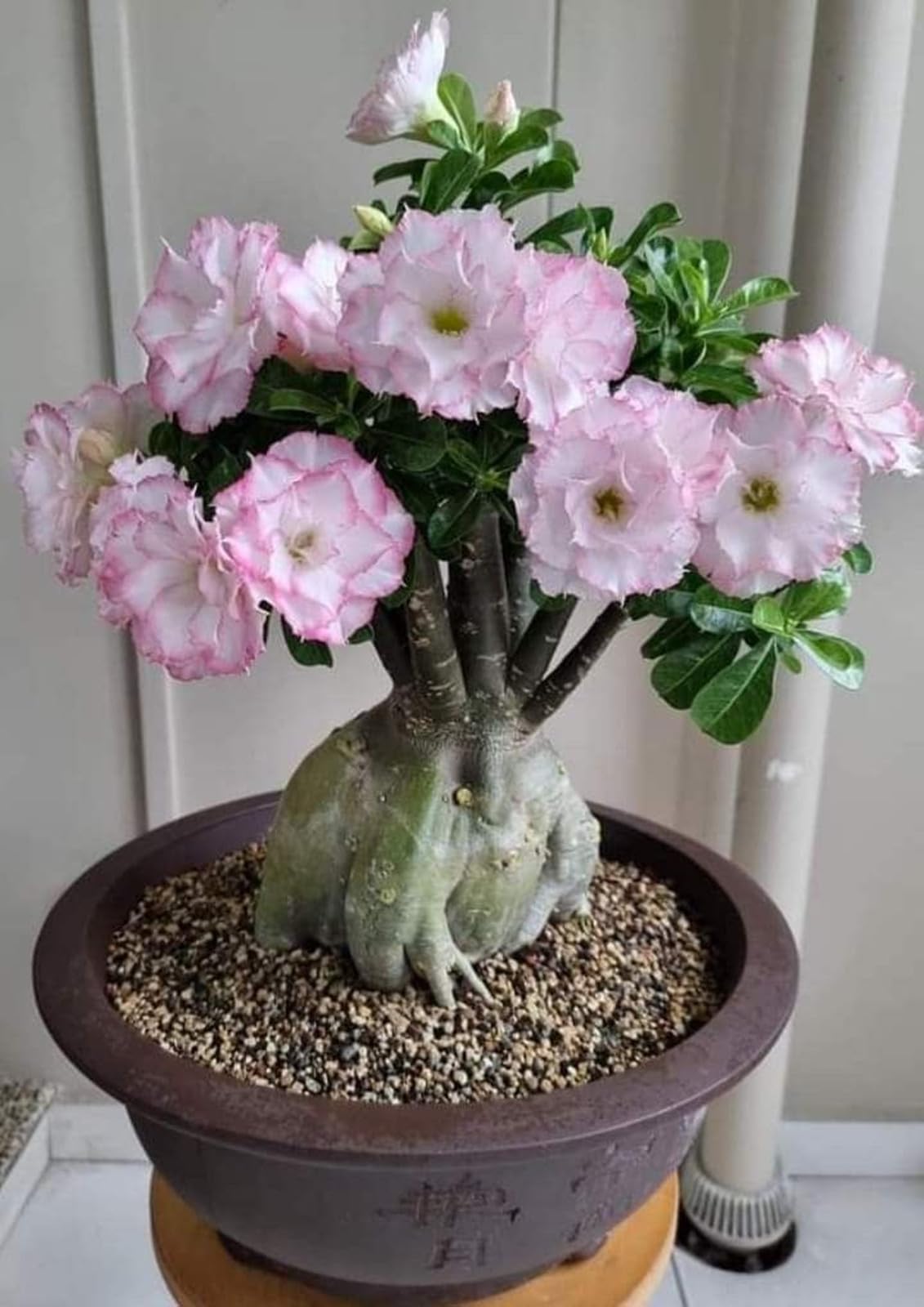 Rosa del Desierto (Adenium Obesum) - Planta Suculenta Viva, Bonsái Perenne con Flores para Decoración de Hogar y Jardín-5 rizomas