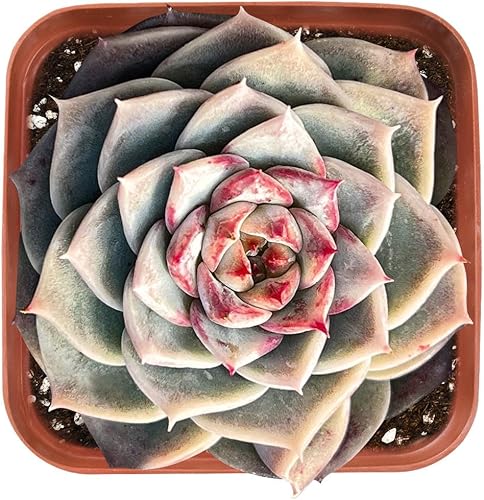 Miniatura 3 de Plantas de cactus raras de 2 pulgadas para valla mexicana, plantas de cactus suculentas vivas totalmente enraizadas en macetas de cultivo, planta de