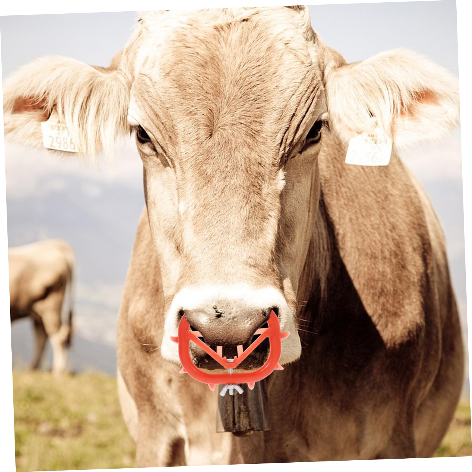UPKOCH 5 Set Anello Per Svezzamento Clip Per Nasello Calf Weaner Strumento Per Prevenire Succhiamento Attrezzatura Per Allevatori Bestiame 8 Pezzi * 5