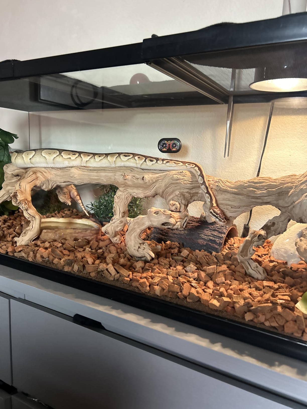 Beautiful view of Breeding Snake Open Substrate Feeding