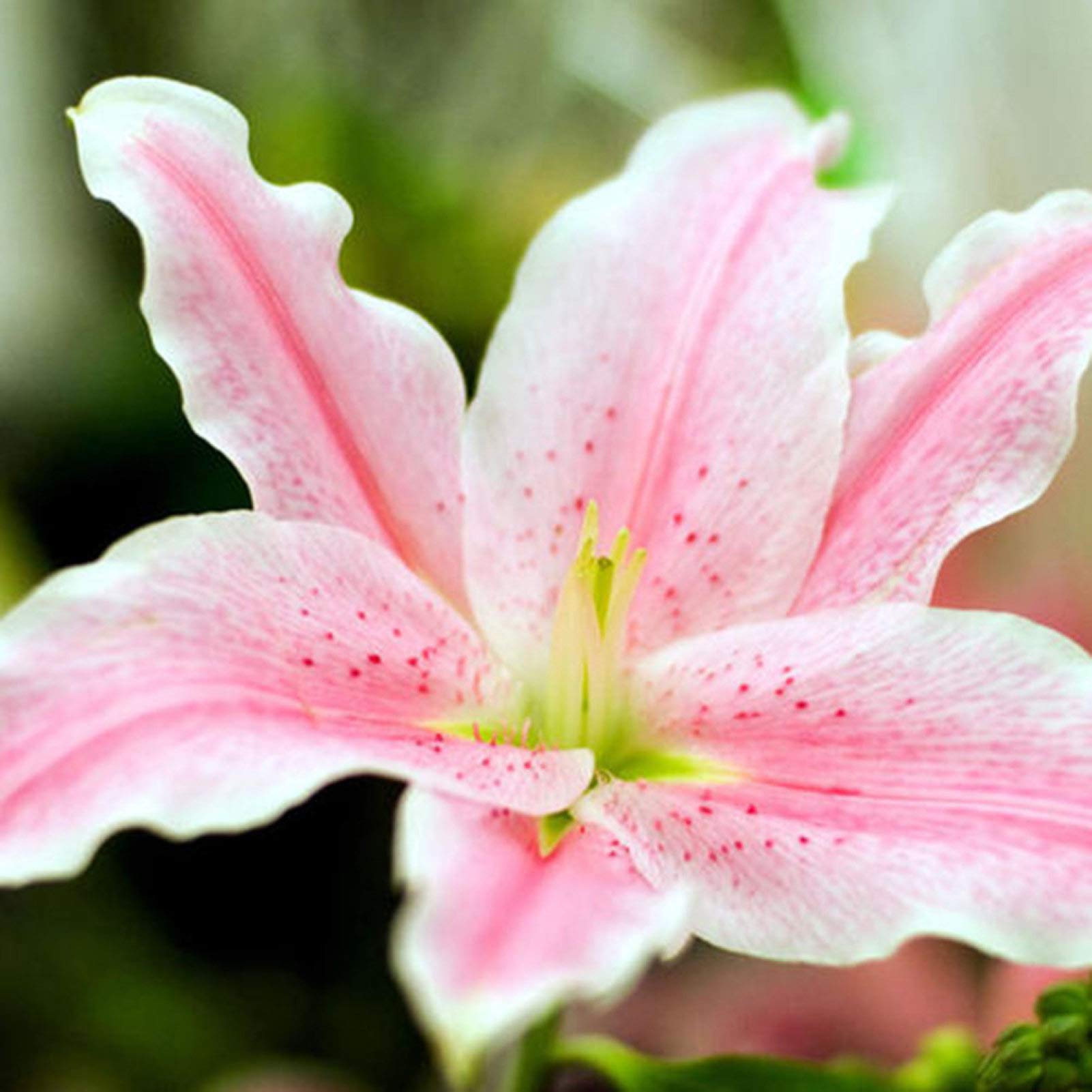 100Pcs Rare Lily Bulbs Seeds Home Garden Balcony Perfume Flower Bonsai  Plant Pink Lily Seeds