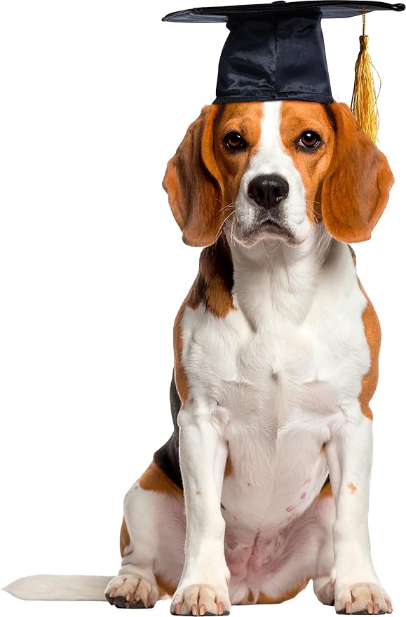 Gorro de Graduación para Perros o Gatos Rubies, Tamaño S/M, Negro miniatura 2