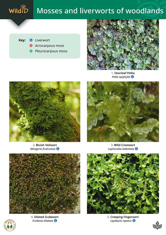 Field Studies Council Guide to Mosses and Liverworts of Woodlands
