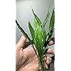 Product Photo 2