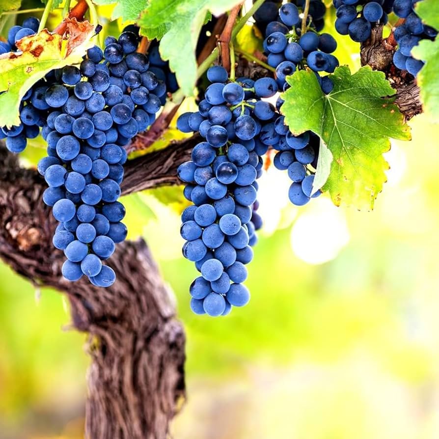 キッズ・ファミリー grape SEED Unit 11 Grape seed unit 2 - メルカリ