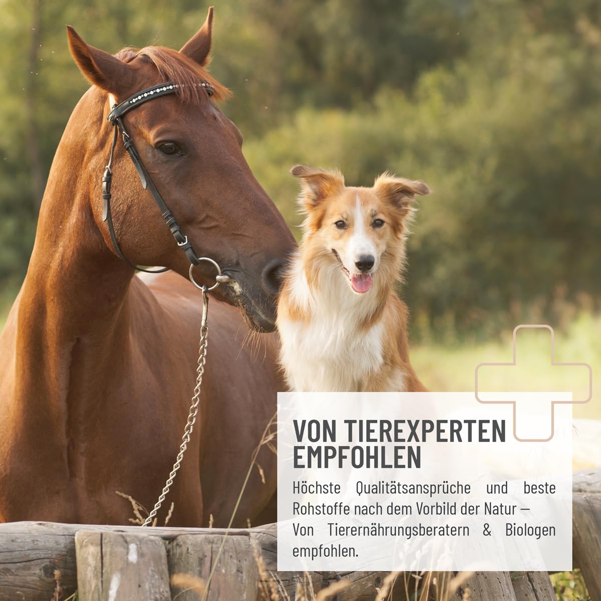 ReaVET Flohsamenschalen für Pferd & Hund 3kg - Naturrein in Premium Qualität, Ballaststoffreich, Glutenfrei I Flohsamen für Pferde, Hunde in Premiumqualität, Ohne Zusätze