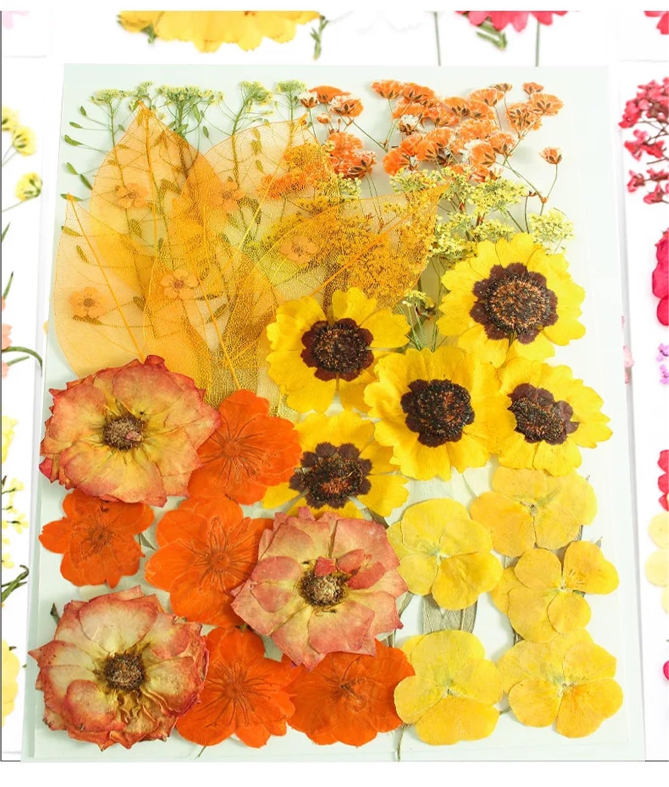 Fiori Pressati ed Essiccati Set di fiori e foglie piante