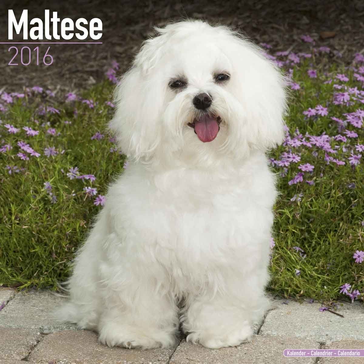 Maltese Calendar Only Dog Breed Maltese Calendar 2016 Wall