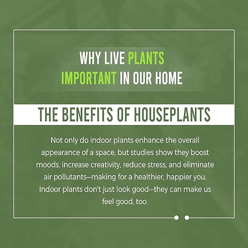 Miniatura 6 de LEAL PLANTS ECUADOR Anthurium Scherzerianum - Planta de interior viva en forma de corazón exótica rosa oscuro (paquete de 2), planta de anturio