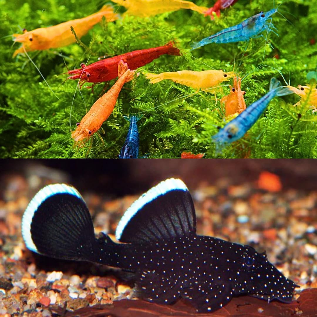 Combo Package 20 Mix Neocariddina & Pleco L183 Startlight. Live Arrival Guarantee