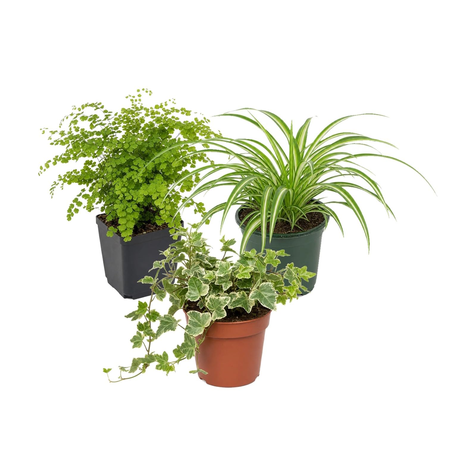 DECOALIVE Culantrillo, Cinta y Hiedra Variegada, Pack 3 Plantas de Interior