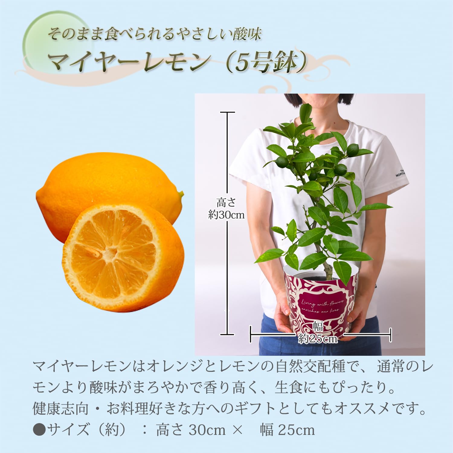 Amazon.co.jp: 花のギフト社 レモン 鉢植え 柑橘 国産 れもん 果樹