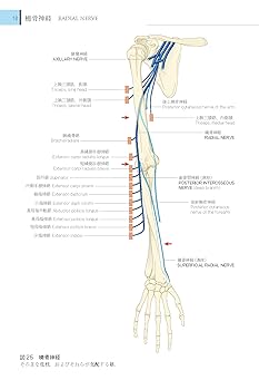 末梢神経解剖学 : 基礎と発展 基礎から学ぶ】神経系・概要（中枢神経と末梢神経）【解剖生理学