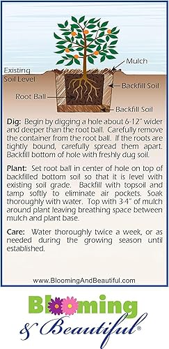 Miniatura 7 de Blooming & Beautiful - Yuletide Camellia - 3 gal - Arbusto de hoja perenne - Flores rojas con estambres amarillos brillantes - Floración otoño