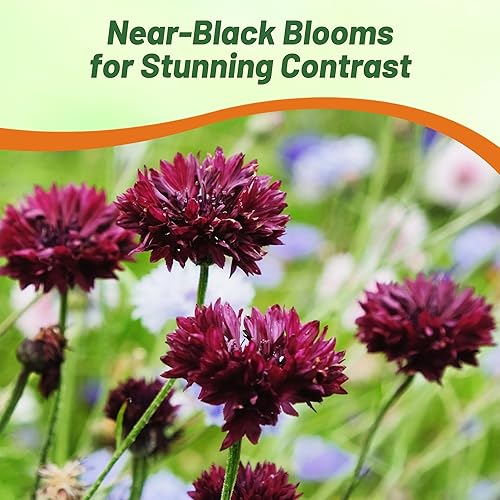 Miniatura 5 de Outsidepride Semillas de aciano de bola negra para plantar, 2000 unidades. Semillas anuales de flores de botón de licenciatura para jardines de