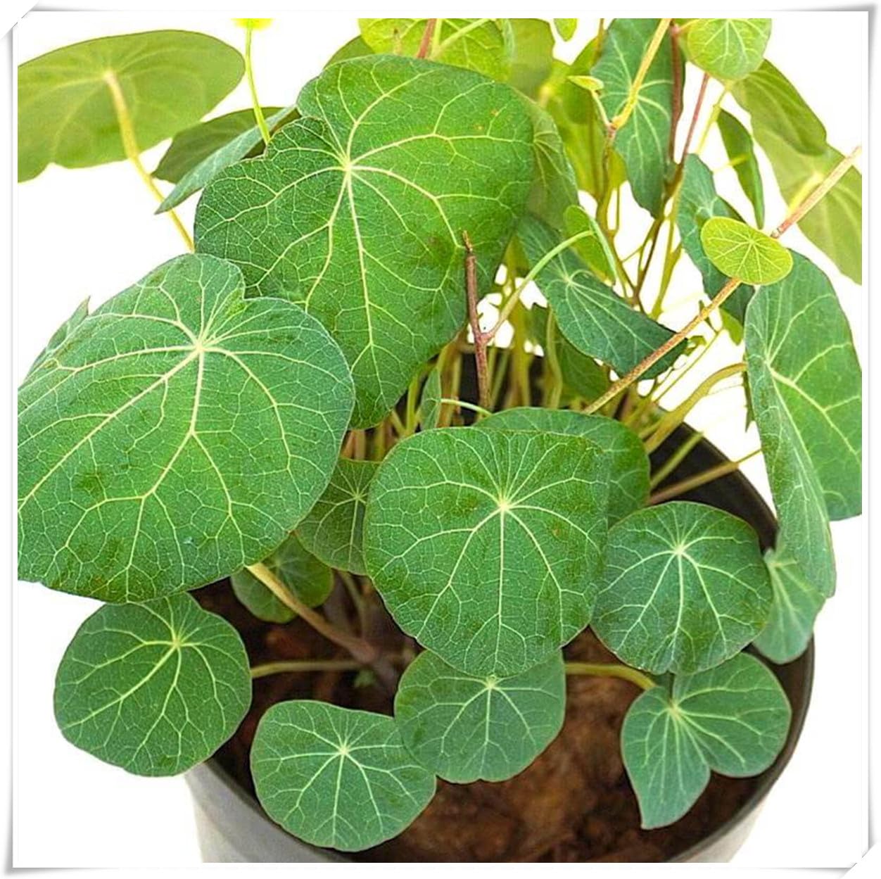Stephania erecta Bulb, Excellent Display,Flowering Rhizome, Stephania erecta Plant-5 Bulb-J