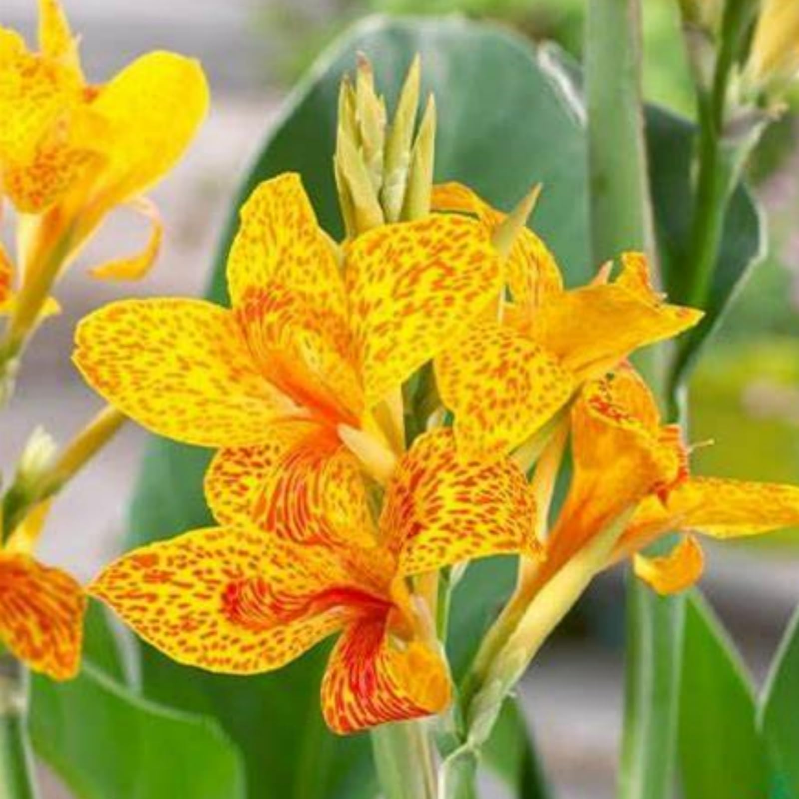 Canna Plants for Planting UK/Canna Lily Plant Root Excellent Display Indoor Perennial Balcony Garden Bulbs Can Be Potted-3bulbs-S — image 1