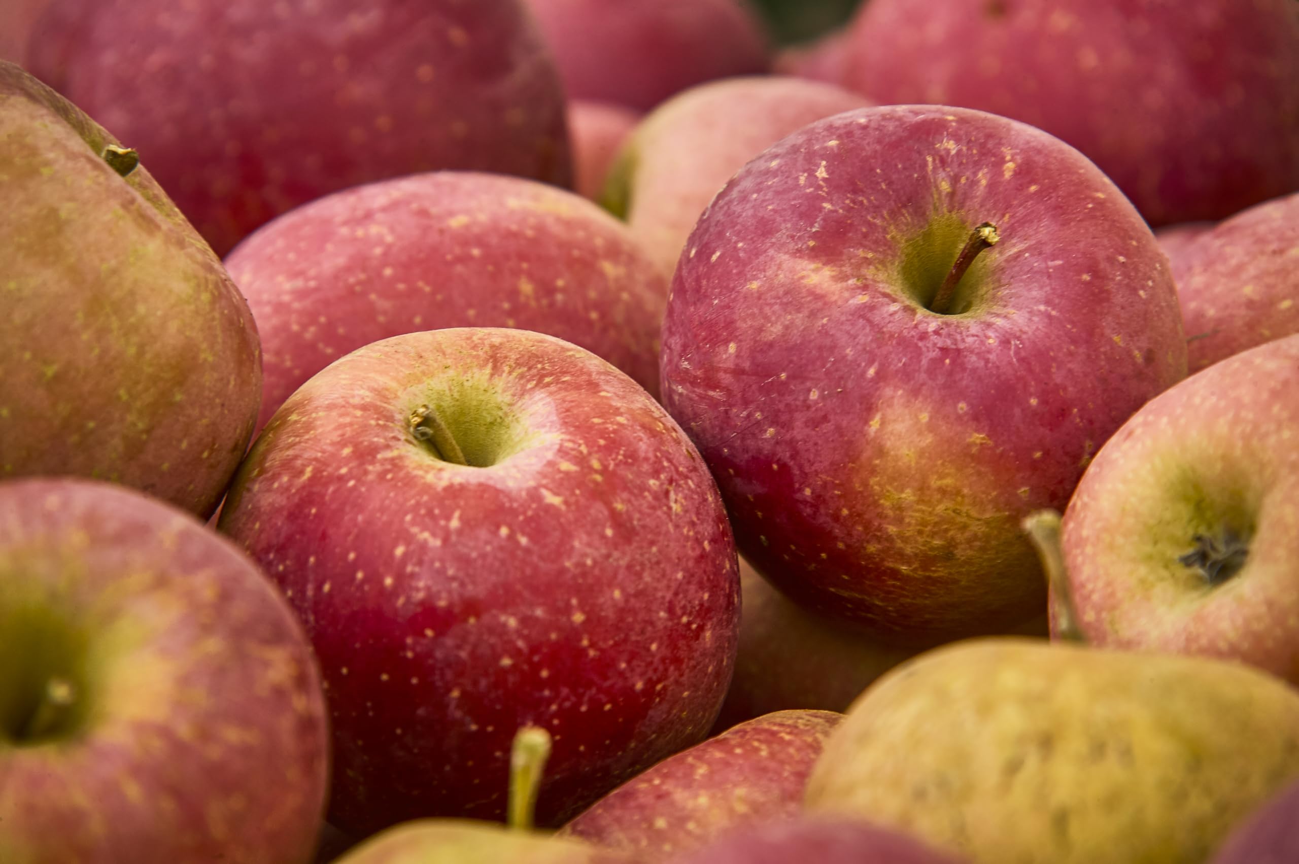 Fresh delicious Gala Apples by RawJoy Farms, 1 Pound