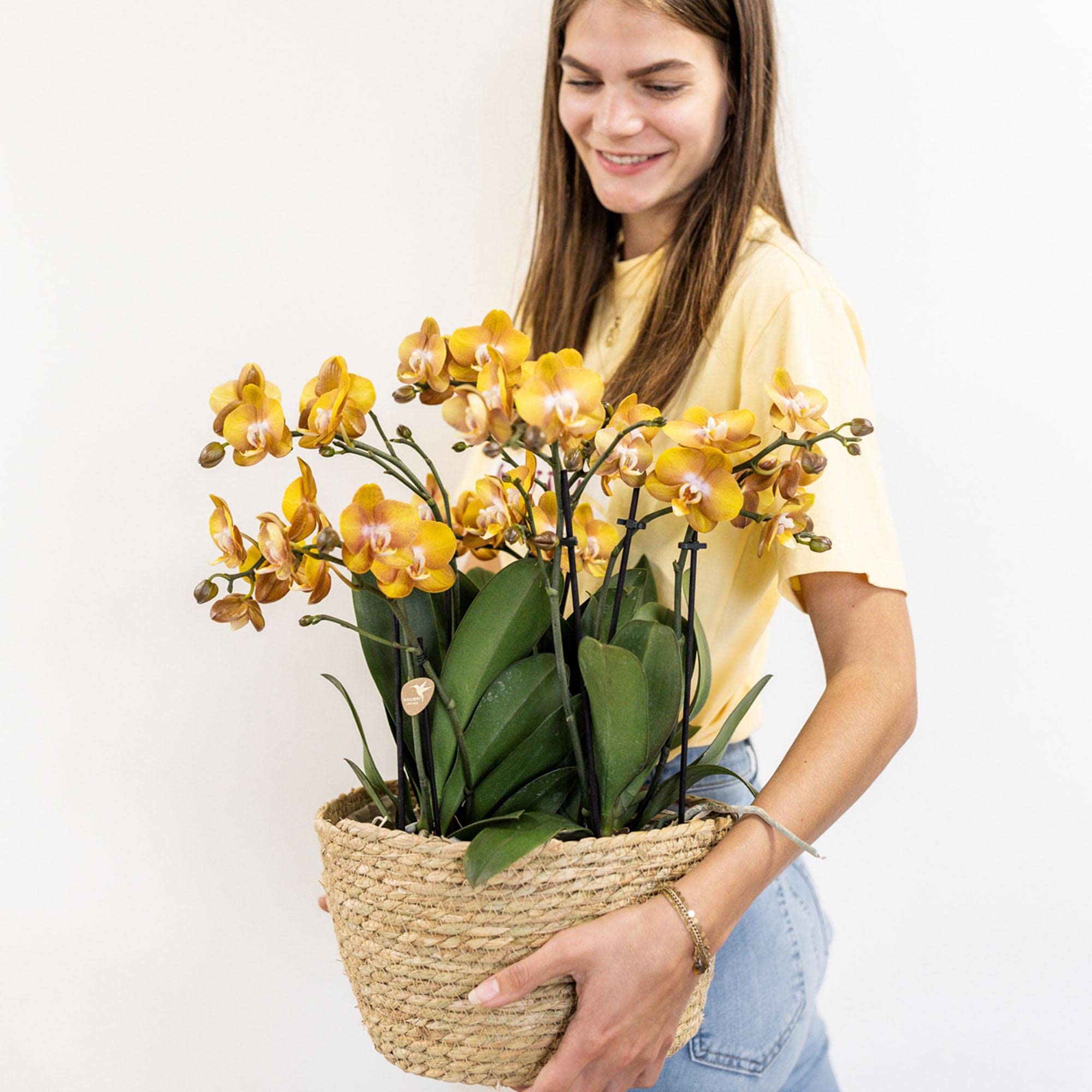 Kolibri Orchids Juego de orquídeas naranjas en cesta de algodón con depósito de agua, tres orquídeas naranjas Las Vegas, 12 cm, ramo mono naranja con depósito de agua autosuficiente.