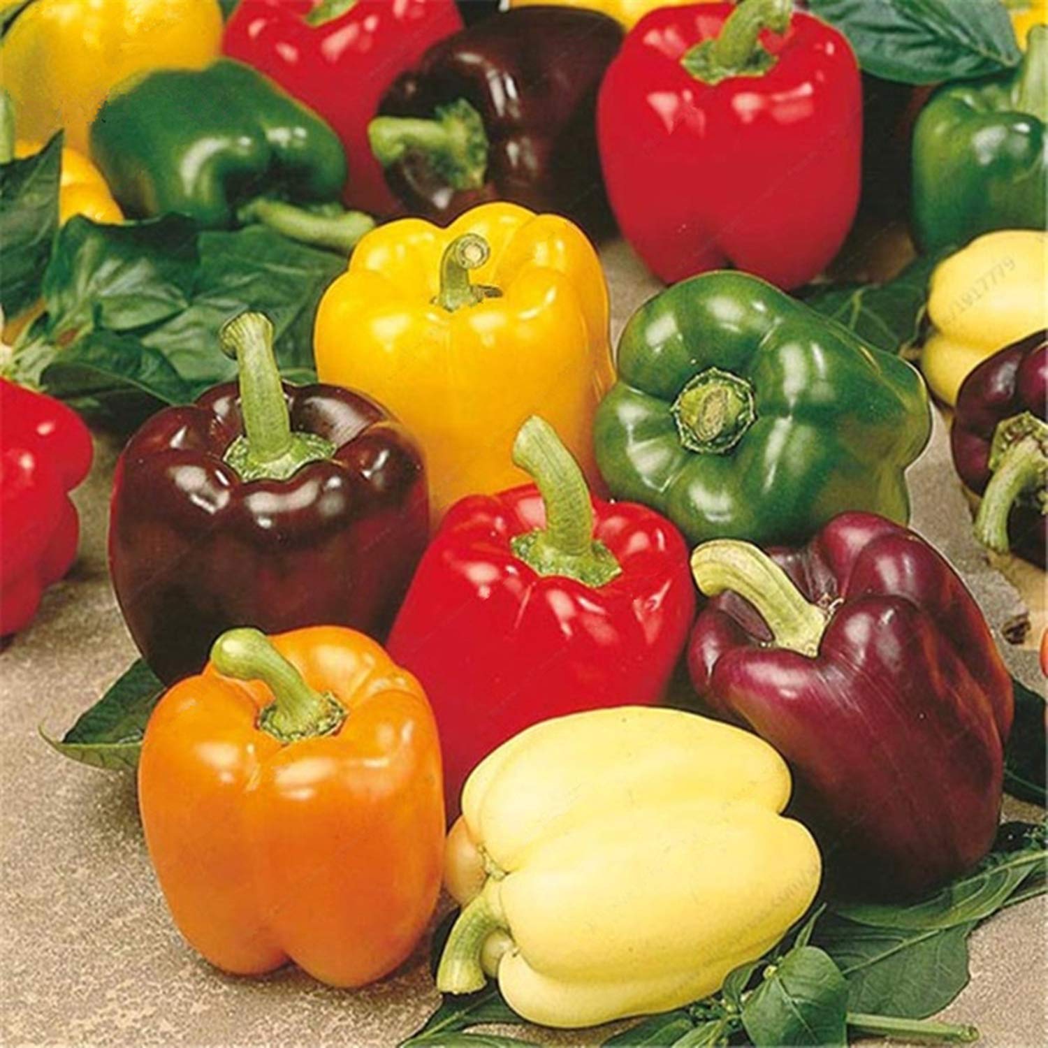VibeX Hybrid Mix Capsicum Seeds-300 Seeds (B0B9Y3PSKB) Amazon Price History, Amazon Price Tracker